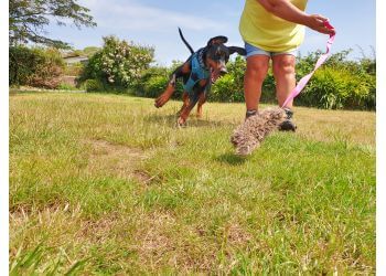 Paws & Co. Canine Academy