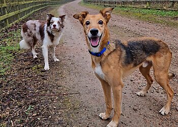 Rochester, Medway dog walkers Paws First - dog walkers Rochester image 1