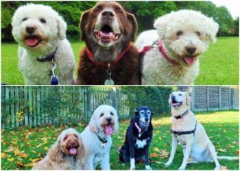 Paws For Thought Solihull