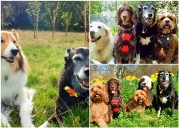 Paws For Thought Solihull