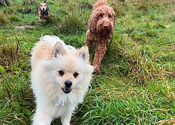 Paws For Walks Harrogate