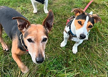 Harrogate dog walkers Paws For Walks Harrogate image 1