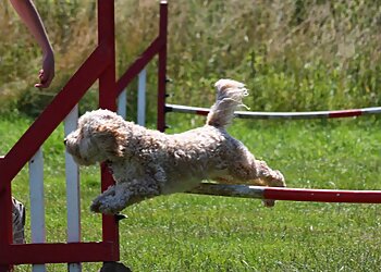 Paws On Dog Training and Agility Leicester