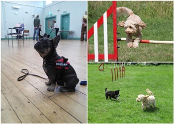 Paws On Dog Training and Agility Leicester