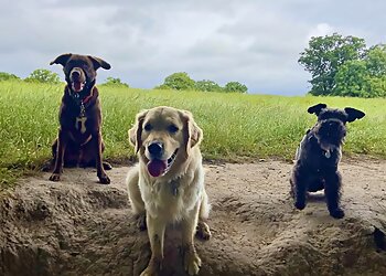 Macclesfield dog walkers Paws On The Path image 1