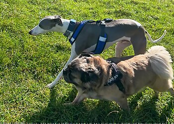 Waltham Abbey dog walkers Paws Up For Walkies image 1