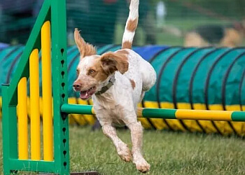 Pawsability Dog Training