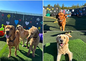 Paws and Claws Petcare