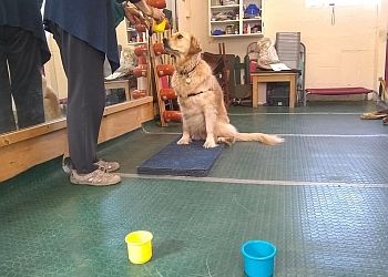 Paws-ative Dog Training