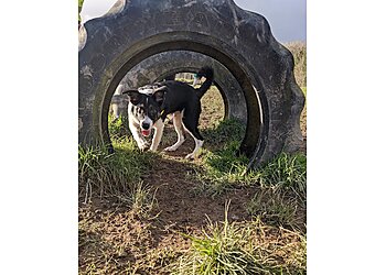 Paws at the Junction Ltd /The Dogfather Devon