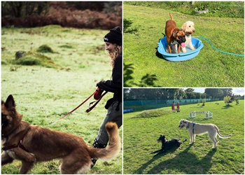 Paws at the Junction Ltd /The Dogfather Devon