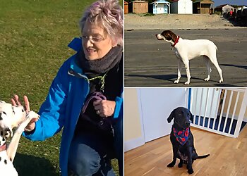 3 Best Dog Trainers in Bournemouth, UK - ThreeBestRated