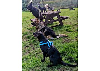 Pawsitive Connections