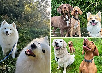 Pawsitively Happy Dogs