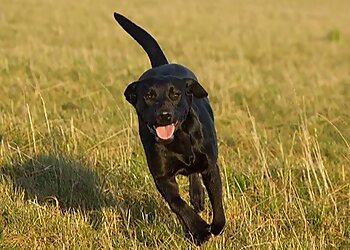 Pawsitively Trained Pet Services