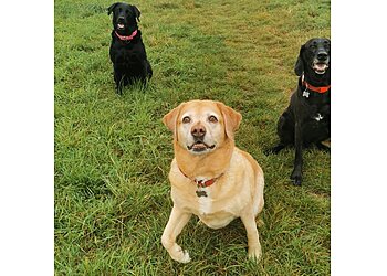 Pawsitively Trained Pet Services