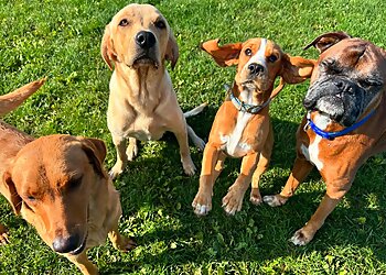 Paws n Klaws - Pet Services