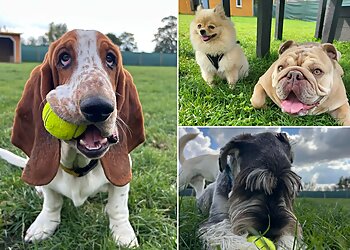 Paws n Klaws - Pet Services