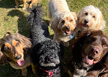 Paws 'n' Purrs Dog Walking & Pet Services