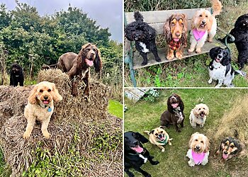 Paws 'n' Purrs Dog Walking & Pet Services