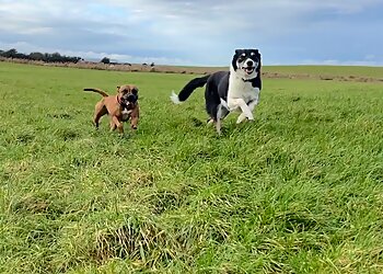 Pawsome Pupz Dog Training