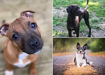 Pawsome Pupz Dog Training