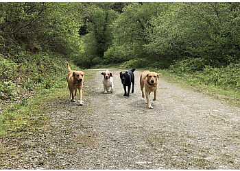 Pawsonal Dog Walker & Trainer