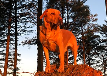 Pawsonal Dog Walker & Trainer