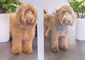 Pawstruly Grooming Studio