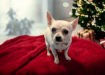 Peculiar Pooches Parlour