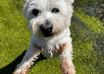 Pentyrch Boarding Kennels