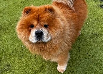 Pentyrch Boarding Kennels