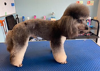 Perfect Paws Grooming & Spa Ltd