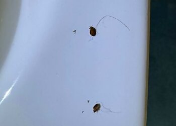 Pesky Pests Southwest