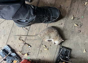 PestFreeMike Pest Control