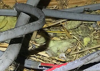 Pest Solutions Oxfordshire Ltd