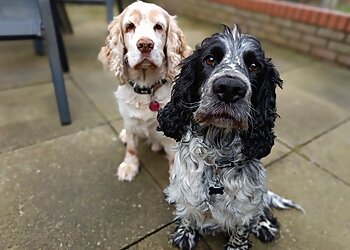 3 Best Dog Walkers in Colchester, UK - Expert Recommendations