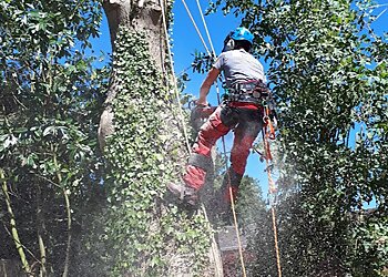 Peter Yeates Arboriculture