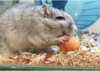 Pets at Home Nottingham