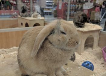 Pets at Home Wakefield