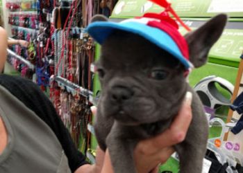 Pets at Home Worcester