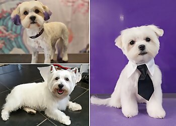Phoenix Dog Grooming Ltd