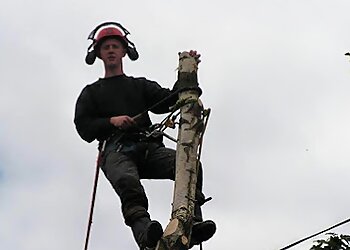 Affordable Tree Surgery