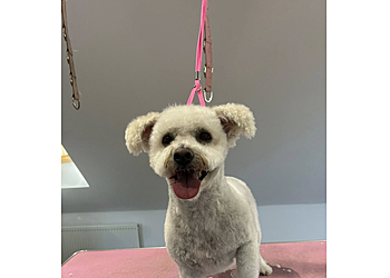 Pimp My Pooch Dog Grooming