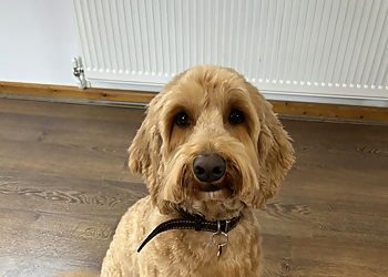 Pimp My Pooch Dog Grooming