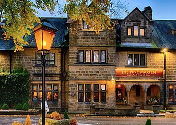 Pine Marten Harrogate