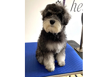 Pixie Dog Grooming