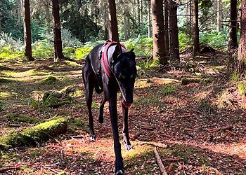 Pixie Lee Pet Services