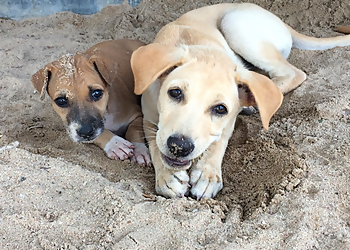 Planet Dog Training & Behaviour