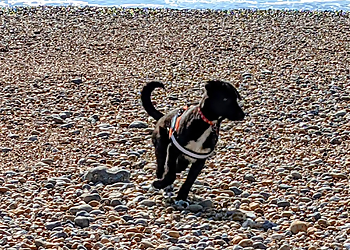 Planet Dog Training & Behaviour